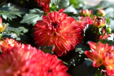 Dahlia Hypnotica Variety Thumbnail Tequila Sunrise.jpg